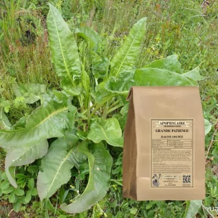 Wurzelschnitt des Geduldigen Rumex patientia | Apophycarius