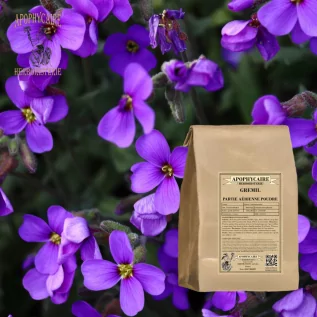 Steinbuttpulver – Lithospermum officinale | Apophycarius