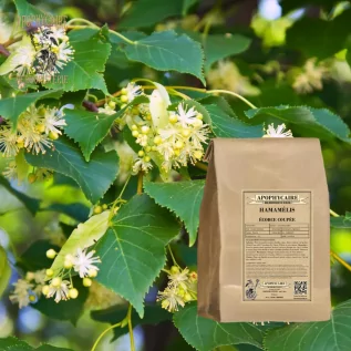 Cadı fındığı kesilmiş kabuğu – Hamamelis virginiana | Apophycarius