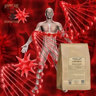 Hamamelis geschnittenes Blatt – Hamamelis virginiana | Apophycarius