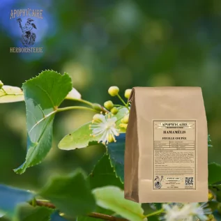 Witch hazel cut leaf – Hamamelis virginiana | Apothecary