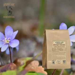 Üç loblu ciğer otu bitkisinin toprak üstü kısmı kesilmiş hali – Hepatica triloba | Apophycarius