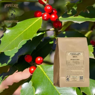 Loose leaf holly – Ilex aquifolium | Apophycaire