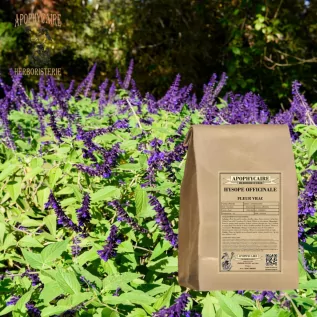 Zop çiçeği gevşek – Hyssopus officinalis | Apophycarius