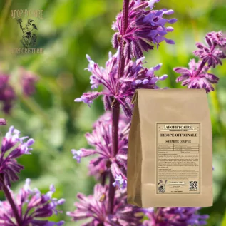 Hyssop cut top – Hyssopus officinalis | Apophycaire