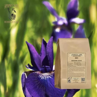 Geschnittene Rhizom-Iris – Iris florentina | Apophycarius