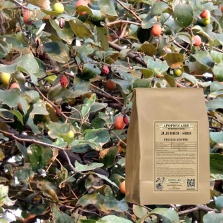 Jujube (Sidr) cut leaf (Ziziphus ziziphus) - Apophycaire