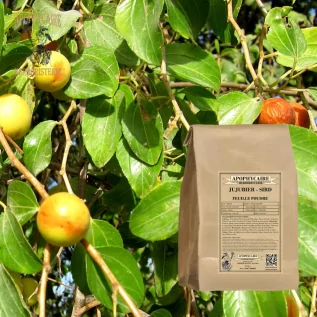 Hoja en polvo de azufaifo (Sidr) – Ziziphus ziziphus | Apophycaire