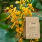 Kapoor Kachli racine poudre (Hedychium spicatum) - Apophycaire Kapoor Kachli racine poudre (Hedychium spicatum) - Apophycaire
