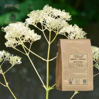 Polvo de fruta Khella – Ammi visnaga | Apophycaire