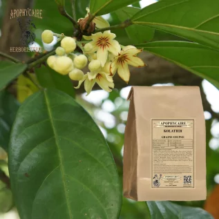 Chopped Kola Nut – Cola nitida | Apothecary