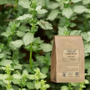 tisane Lamier blanc (ortie blanche) - Apophycaire