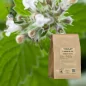 White dead-nettle cut top (Lamium album) - Apophycaire