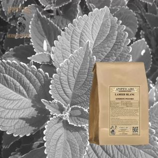 infusion Lamier blanc sommité - Apophycaire