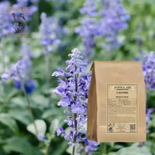 Flor de lavanda a granel – Lavandula vera | Apophycarius
