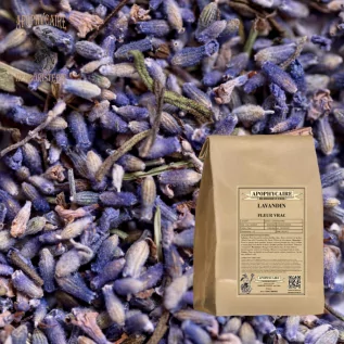Lavandin flower in bulk – Lavandula hybrid | Apophycaire