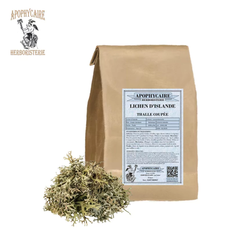 Isländisches Moos, geschnittener Thallus (Cetraria islandica) - Apophycaire Isländisches Moos, geschnittener Thallus (Cetraria islandica) - Apophycaire