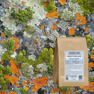 Liquen de Islandia - Cetraria islandesa | Apophycaire