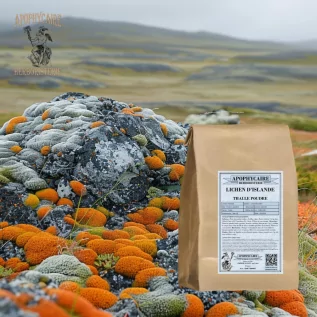Infusion Lichen d'Islande - Apophycaire