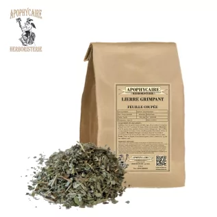 Hoja de hiedra trepadora – Hedera helix | Apophycarius