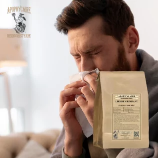 Powder-leaf ivy (Hedera helix) - Apophycaire