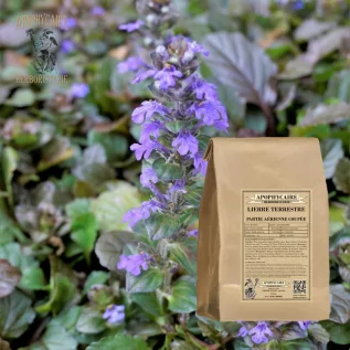 tisane Lierre terrestre (Glechoma hederacea) - Apophycaire