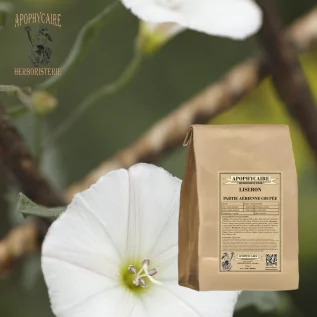 Bindweed'in hava kısmı – Convolvulus sepium | Apophycarius