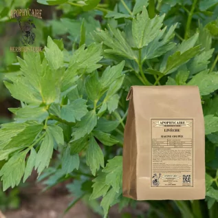 Lovage kökü – Levisticum officinale | Apophycarius