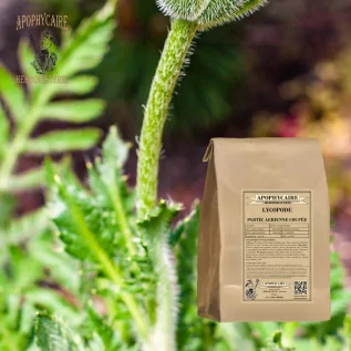 tisane Lycopode coupée (Lycopodium clavatum) - Apophycaire