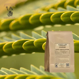 Lycopodium powder – Lycopodium clavatum | Apophycaire