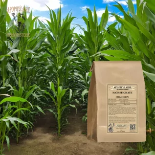 Cut-style corn – Zea mays | Apophycaire