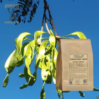Hoja cortada de neem – Azadirachta indica | Apophycarius
