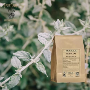 Cut leaf marjoram – Origanum majorana | Apothecary
