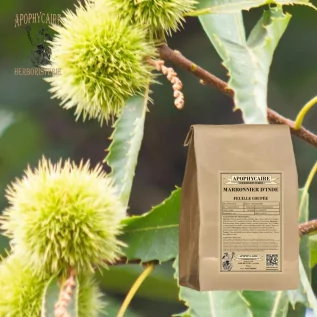 Hoja cortada de castaño de Indias – Aesculus hippocastanum | Apophycarius