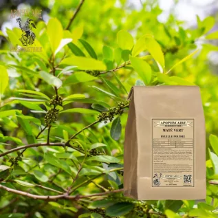 Polvo de mate de hoja verde – Ilex paraguariensis | Apophycarius