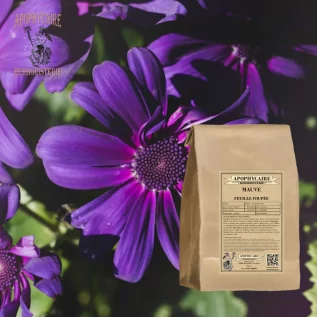 Cut-leaf mallow – Malva sylvestris | Apothecary