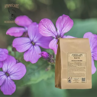 Toz Haşhaş – Malva sylvestris | Apophycarius