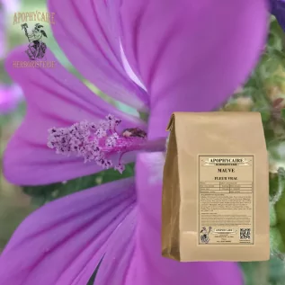 Gevşek çiçekli hatmi – Malva sylvestris | Apophycarius