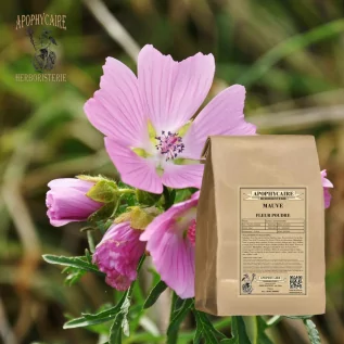 Toz Ebegümeci Çiçeği – Malva sylvestris | Apophycarius