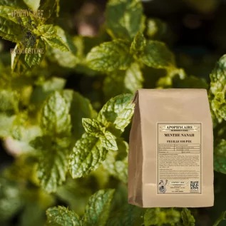 Nanah (süßes) Minzblatt – Mentha spicata var. Viridis | Apophycarius