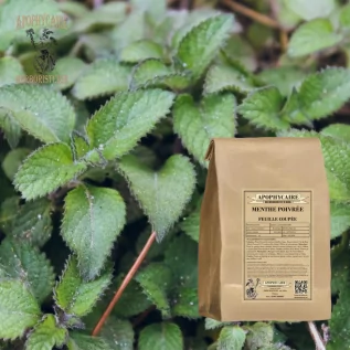 Peppermint loose leaf – Mentha piperita | Apophycaire