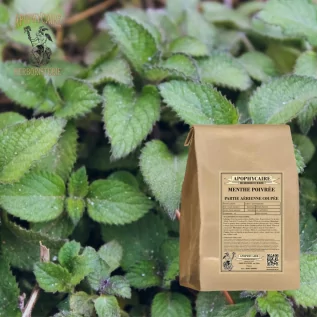 Nane havadan kesilmiş kısım – Mentha piperita | Apophycarius