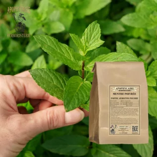Nane toprak üstü kısmı tozu – Mentha piperita | Apophycarius