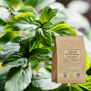 Poleo Planta de menta en polvo – Mentha pulegium | Apophycarius