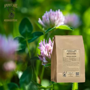 Frijol de pantano de hojas cortadas – Trifolium fibrinum | Apophycarius