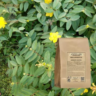 Johanniskraut, Blütenspitzen abgeschnitten – Hypericum perforatum | Apophycarius