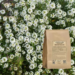 tisane Mouron blanc (Stellaire) partie aérienne - Apophycaire