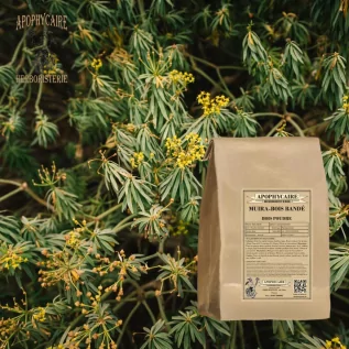 Muira puama (banded wood) powder – Ptychopetalum | Apophycaire