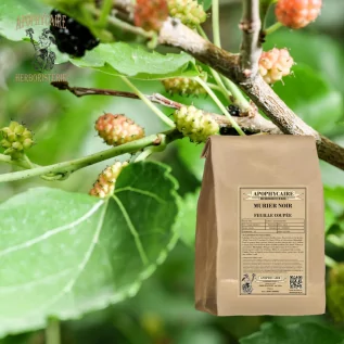 Hoja cortada de morera negra – Morus nigra | Apophycarius