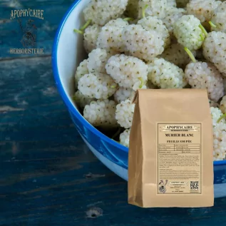 White Mulberry Cut Leaf – Morus alba | Apothecary